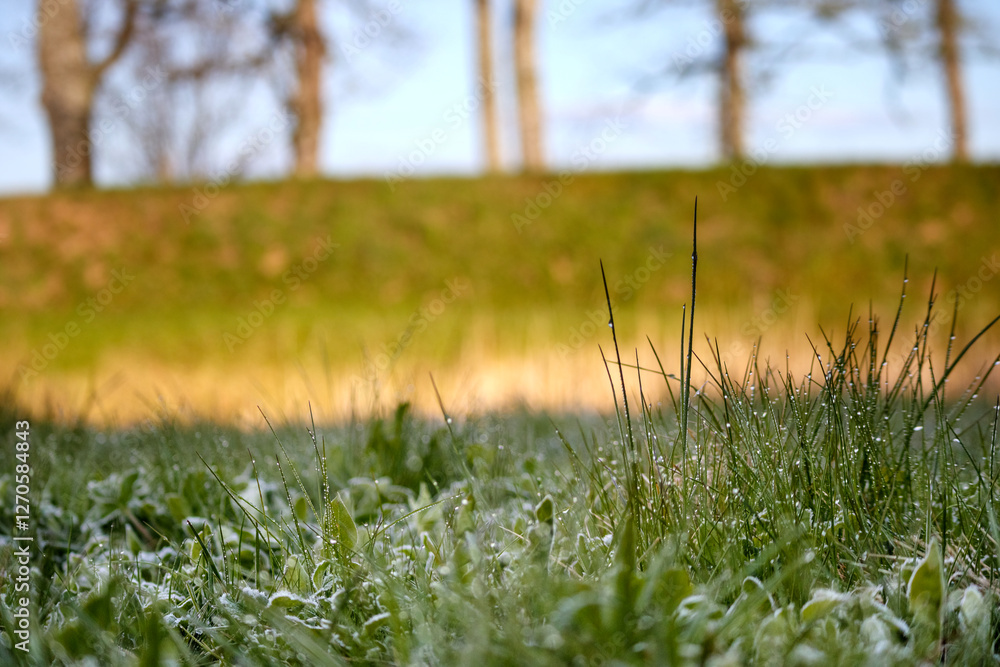 a frozen field with grass and bushes covered with frost.
a frozen field with grass and bushes covered with frost.