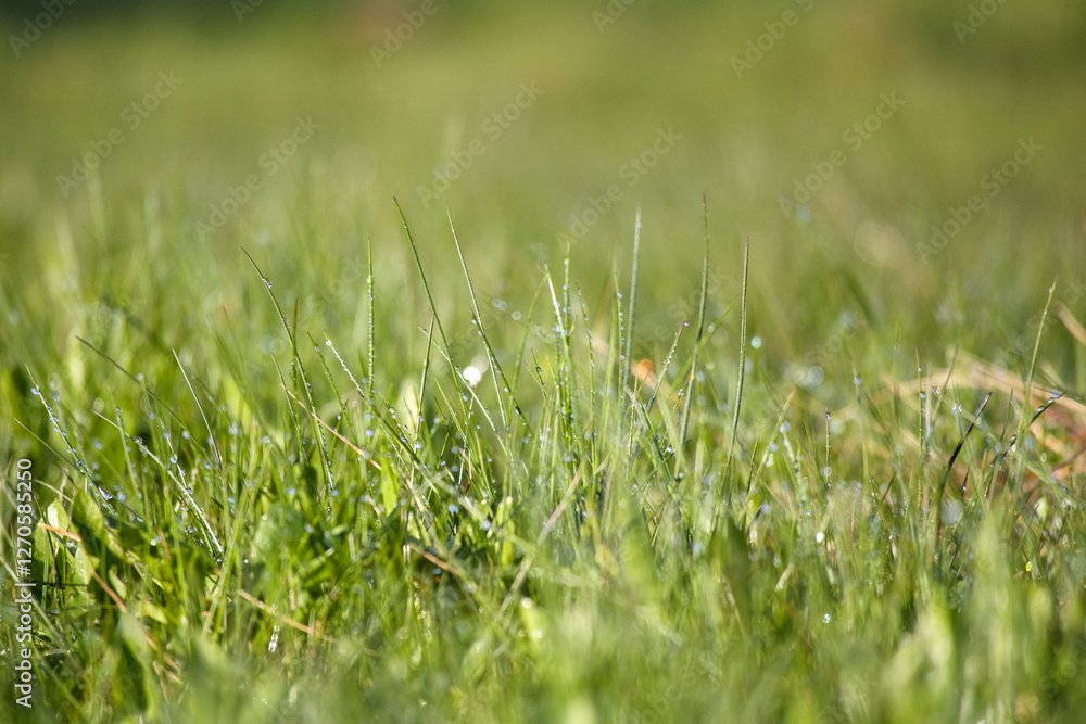 grass field with dew drops shining in the sun. grass field with dew drops shining in the sun.