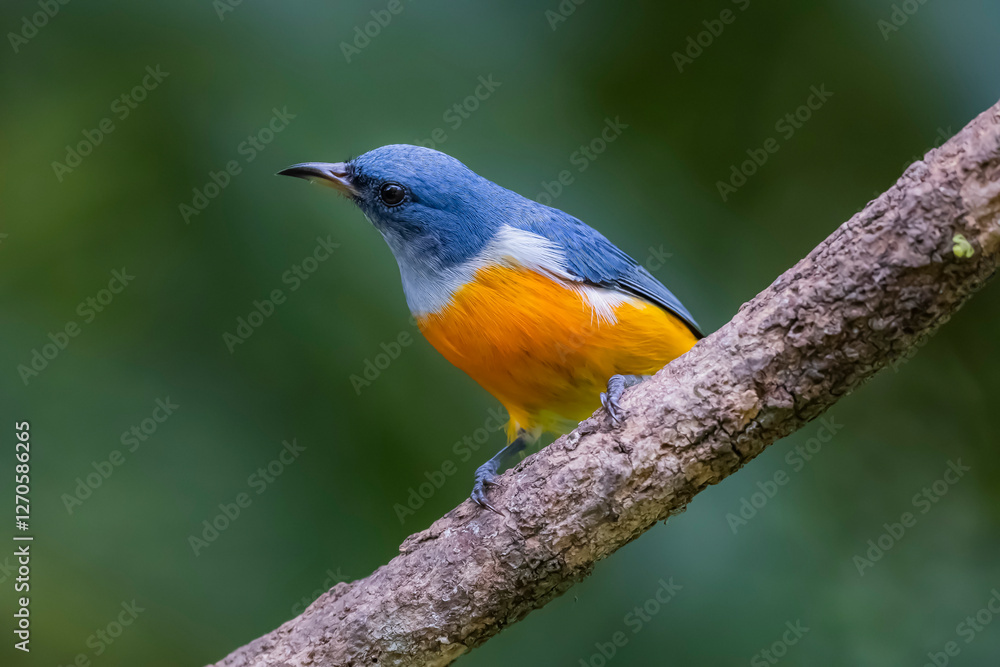 The Orange-bellied Flowerpecker in nature of Thailand