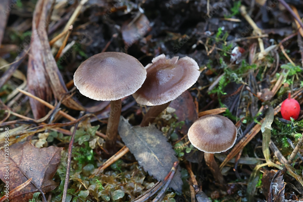 Myochromella boudieri, also called Lyophyllum boudieri, mushroom from Finland, no common English name Myochromella boudieri, also called Lyophyllum boudieri, mushroom from Finland, no common English name