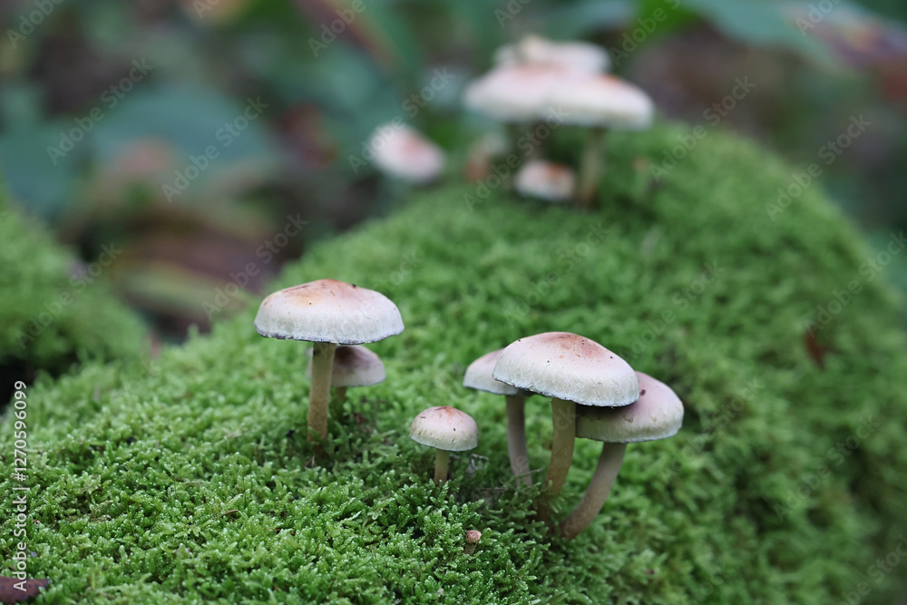 Hypholoma lateritium, known as brick tuft or brick cap, wild mushroom from Finland Hypholoma lateritium, known as brick tuft or brick cap, wild mushroom from Finland