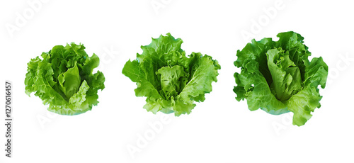 Fresh Green Lettuce Heads Isolated Black Background Food Leaf Diet Farm Salad Plant Crisp 