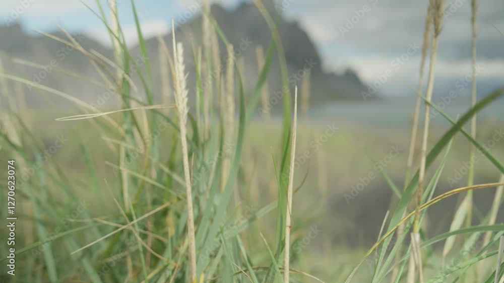 Vestrahorn in Iceland. High Quality Video. Vestrahorn in Iceland. High Quality Video.