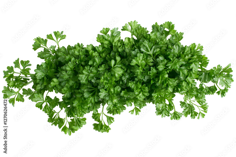 Fototapeta premium Parsley bunch Isolated on white background