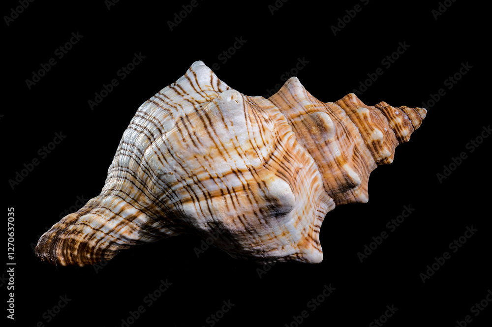 Pleuroploca trapezium or trapezium horse conch shell Pleuroploca trapezium or trapezium horse conch shell