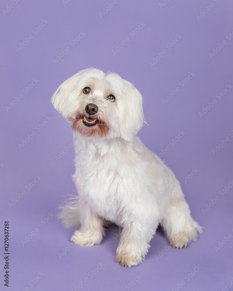 Coton de Tulear in studio sitting with purple background Coton de Tulear in studio sitting with purple background