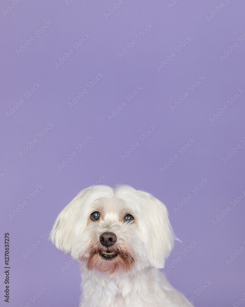Coton de Tulear in studio sitting with purple background Coton de Tulear in studio sitting with purple background