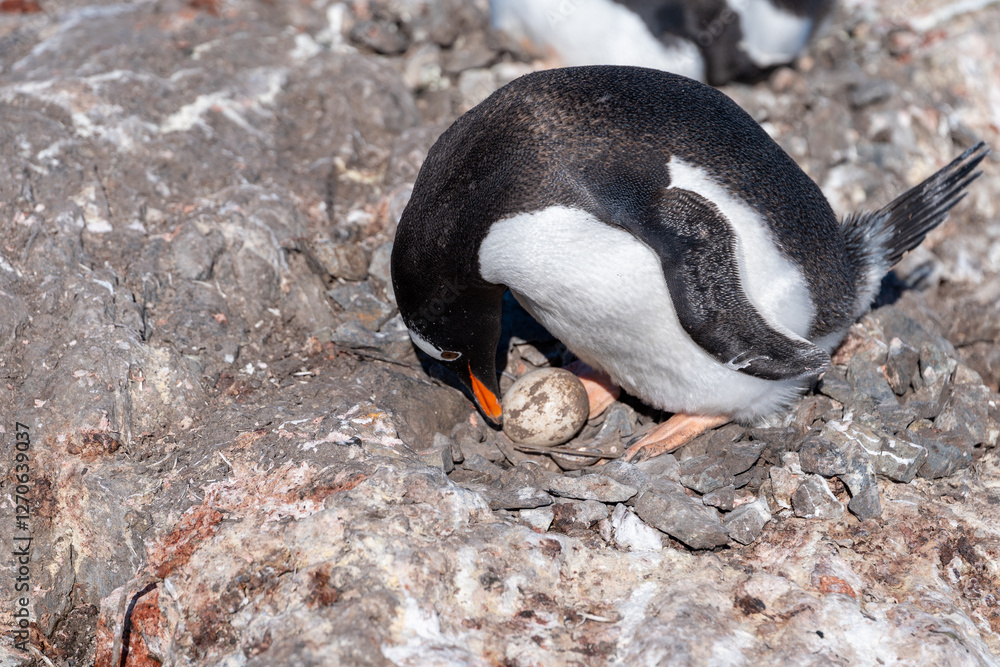 Naklejka premium Gentoo penguin incubating eggs. Nesting
