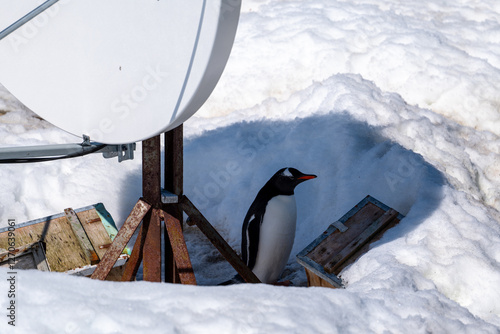 Gentoo penguins in Antarctica. Wild nature