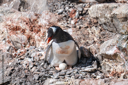 Gentoo penguins in Antarctica. Wild nature