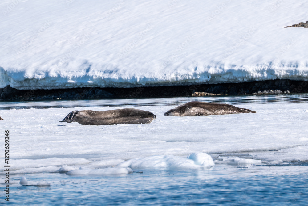 Obraz premium Weddell seal (Leptonychotes weddellii) in Antarctica. South Pole