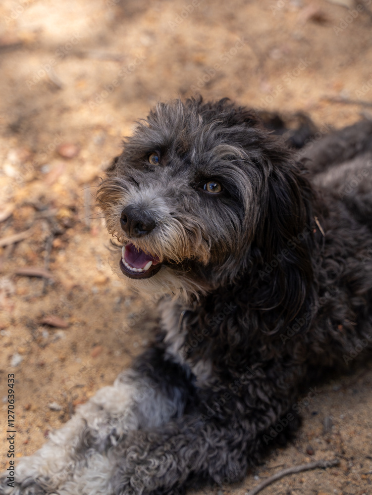 Happy black and white dog lying on ground, looking up Happy black and white dog lying on ground, looking up