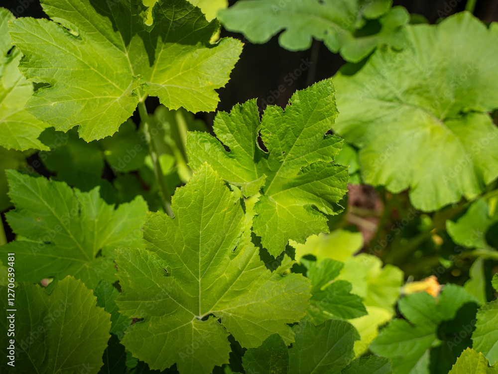 Close-up of vibrant squash plant leaves growing in sunlight. Close-up of vibrant squash plant leaves growing in sunlight.