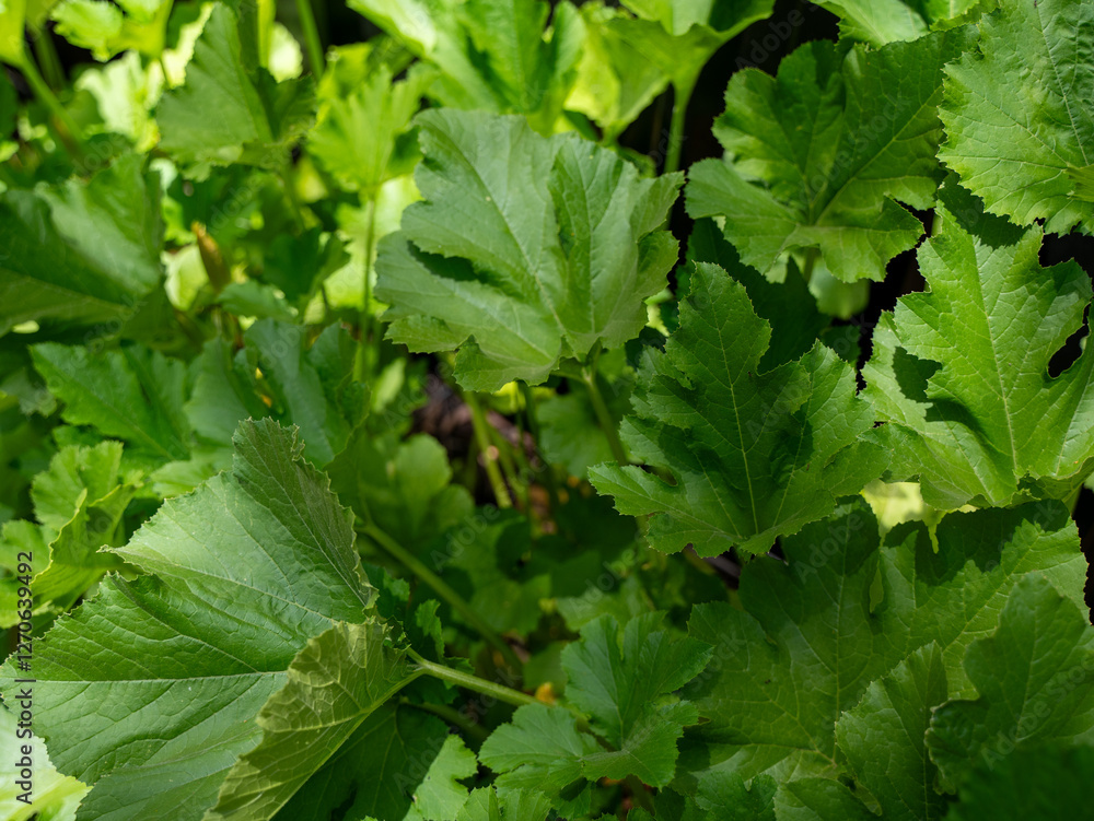 Close-up of squash plant leaves growing in sunlight Close-up of squash plant leaves growing in sunlight