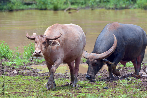 Water buffalo swimming in the river