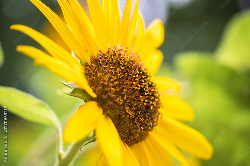 Obraz premium sunflower