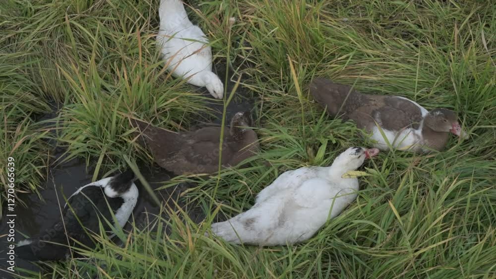 White and brown ducks on green grass. Domestic geese walking on a farm White and brown ducks on green grass. Domestic geese walking on a farm