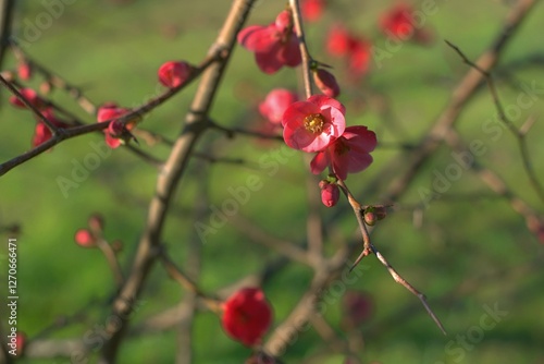 Blooming quince in spring in a fruit garden