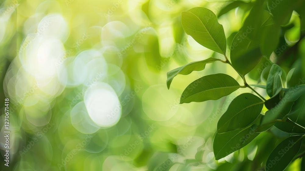 Lush Green Leaves with Soft Focus in Natural Daylight Lush Green Leaves with Soft Focus in Natural Daylight