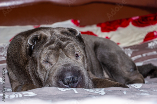 Φωτογραφία Shar Pei European blue dog gray lying on the sofa big head laid down napping pur