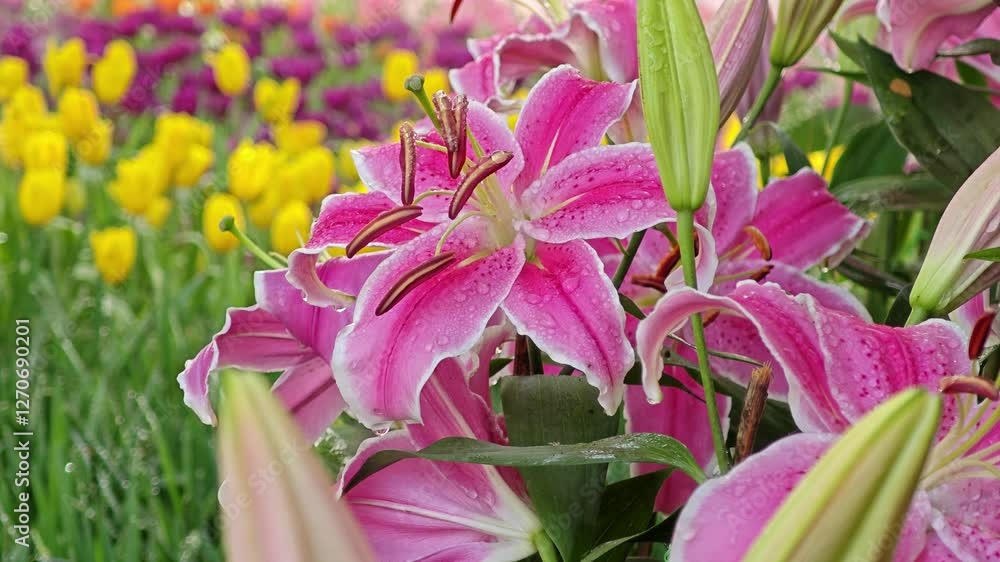 Beautiful pink lilies in garden. Beautiful pink lilies in garden.