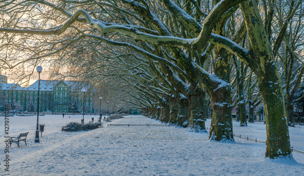 An avenue of plane trees in a park during the winter season in Poland
