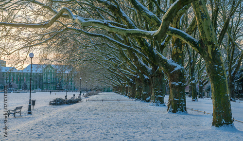 Obraz na płótnie An avenue of plane trees in a park during the winter season in Poland w salonie