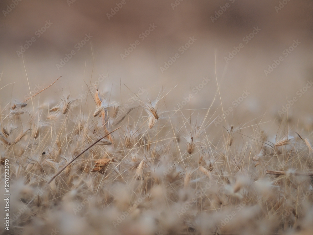 Fototapeta premium Dry grass flowers fall to the ground in the wind.