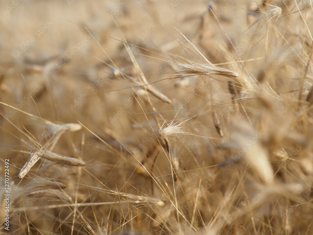 Fototapeta premium Dry grass flowers fall to the ground in the wind.