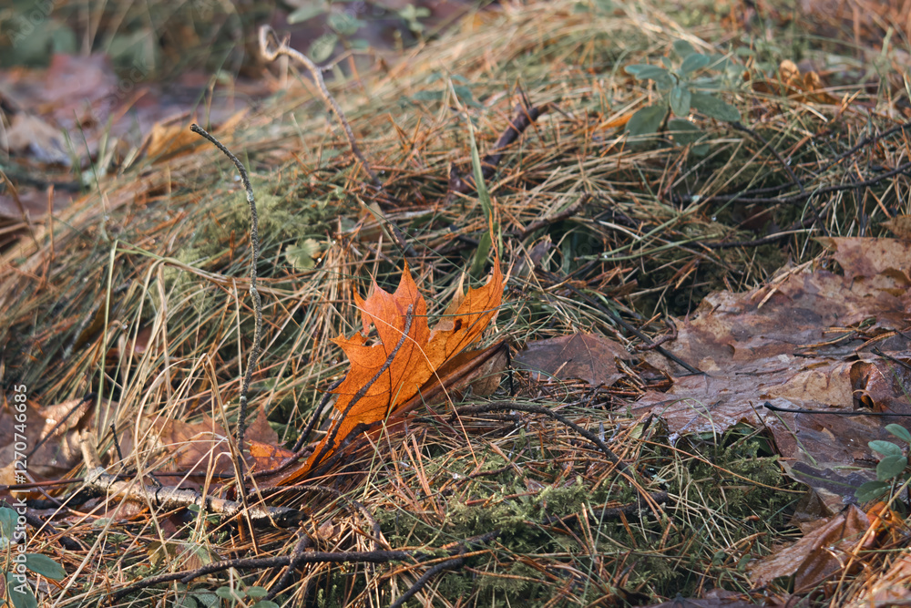 Close-up of dry maple leaves on field Close-up of dry maple leaves on field