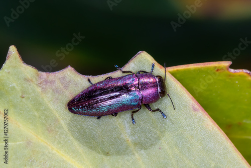 Australian Jewel Beetle (Melobasis thoracica) top down view photo