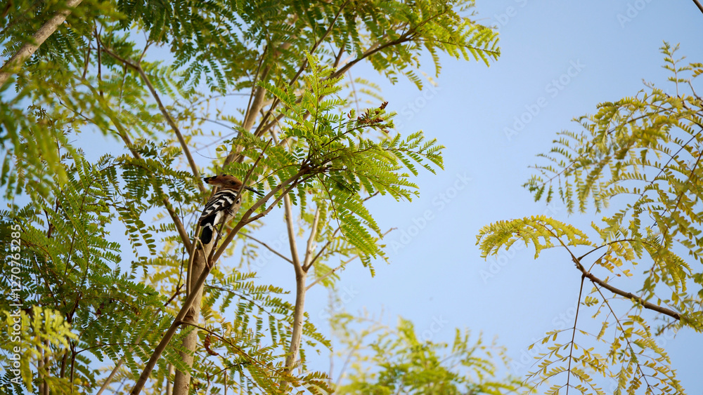 Fototapeta premium A bird with distinctive markings rests on a high tree branch surrounded by lush green leaves under a clear blue sky in bright daylight. Its colorful features stand out against nature.