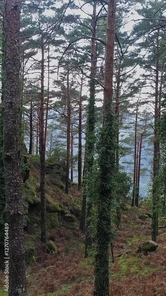 Inside Forest Trees Vertical Video Inside Forest Trees Vertical Video