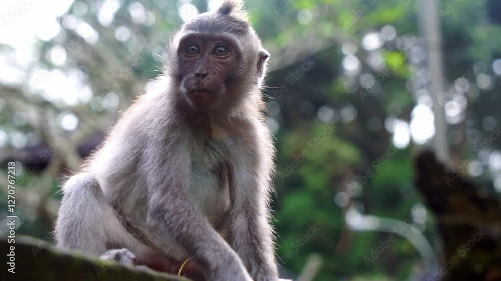 A young monkey enjoys a fruit snack in Ubud Monkey Forest, Bali. Captures the primate's natural behavior in its lush jungle habitat. A young monkey enjoys a fruit snack in Ubud Monkey Forest, Bali. Captures the primate's natural behavior in its lush jungle habitat.
