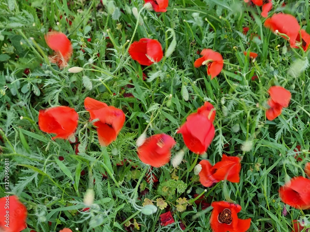 red poppy flowers in the field
red poppy flowers in the field