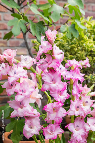 Pink gladiolus flowers on a balcony with fig and spindle plants in an urban gardening setting photo