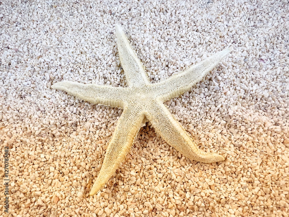 close up photo of sea shells on a stretch of sand by the sea in the morning close up photo of sea shells on a stretch of sand by the sea in the morning