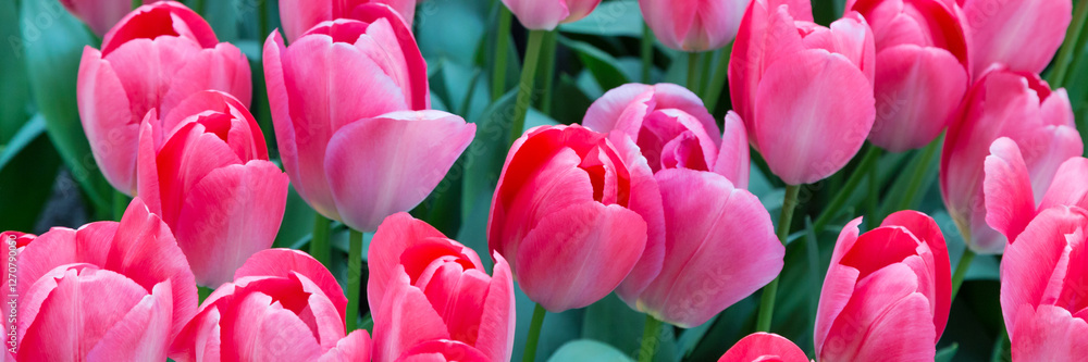 pink tulips holiday panoramic background pink tulips holiday panoramic background