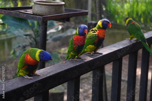 Photography Colored parrots in Kuala Lumpur Bird Park, Malaysia