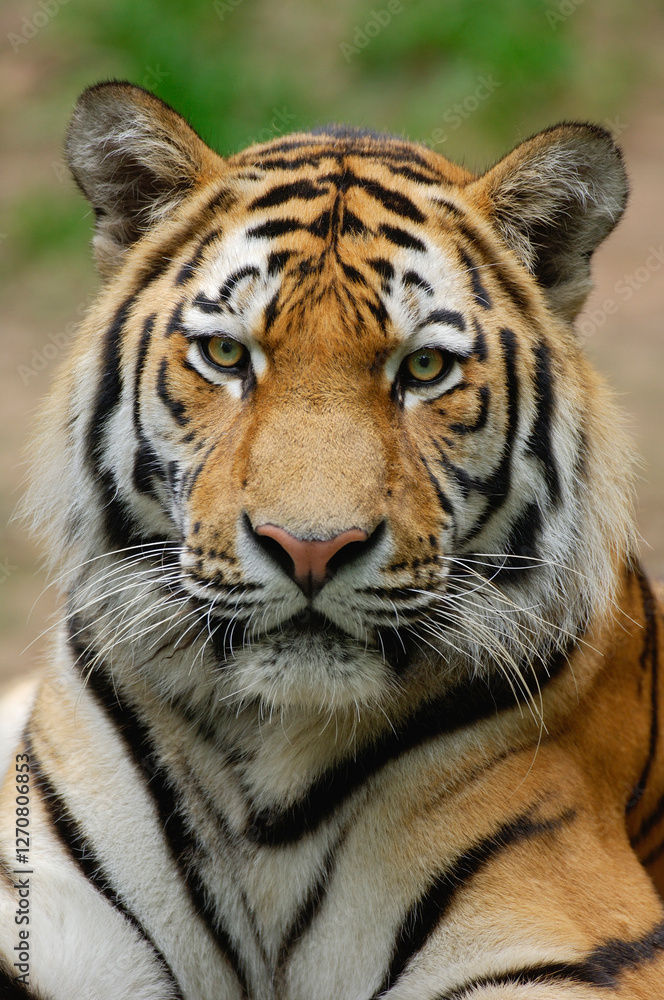Portrait of a Siberian tiger in its natural habitat. Portrait of a Siberian tiger in its natural habitat.