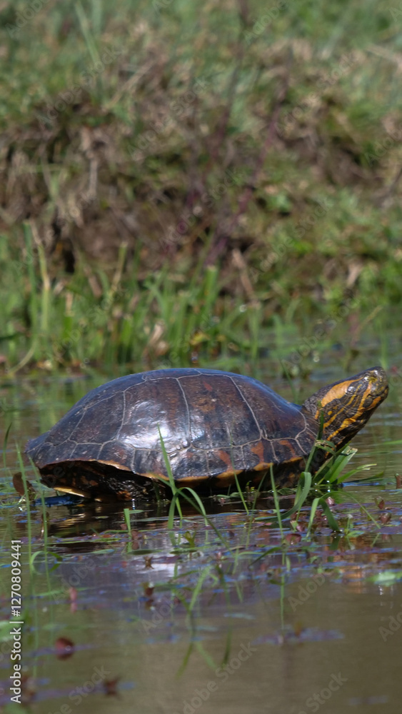 Vertical image of Small black-bellied slider turtle or water tiger turtle- trachemys dorbigni - basking in the sun next to a pond. Location: El Palmar National Park, Argentina Vertical image of Small black-bellied slider turtle or water tiger turtle- trachemys dorbigni - basking in the sun next to a pond. Location: El Palmar National Park, Argentina