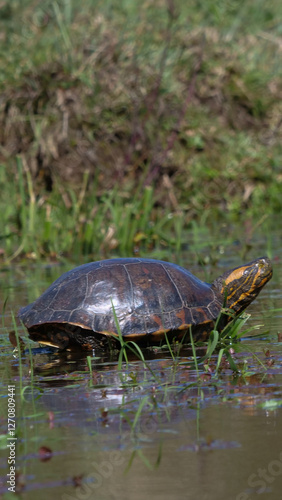 Vertical image of Small black-bellied slider turtle or water tiger turtle- trachemys dorbigni - basking in the sun next to a pond. Location: El Palmar National Park, Argentina photo