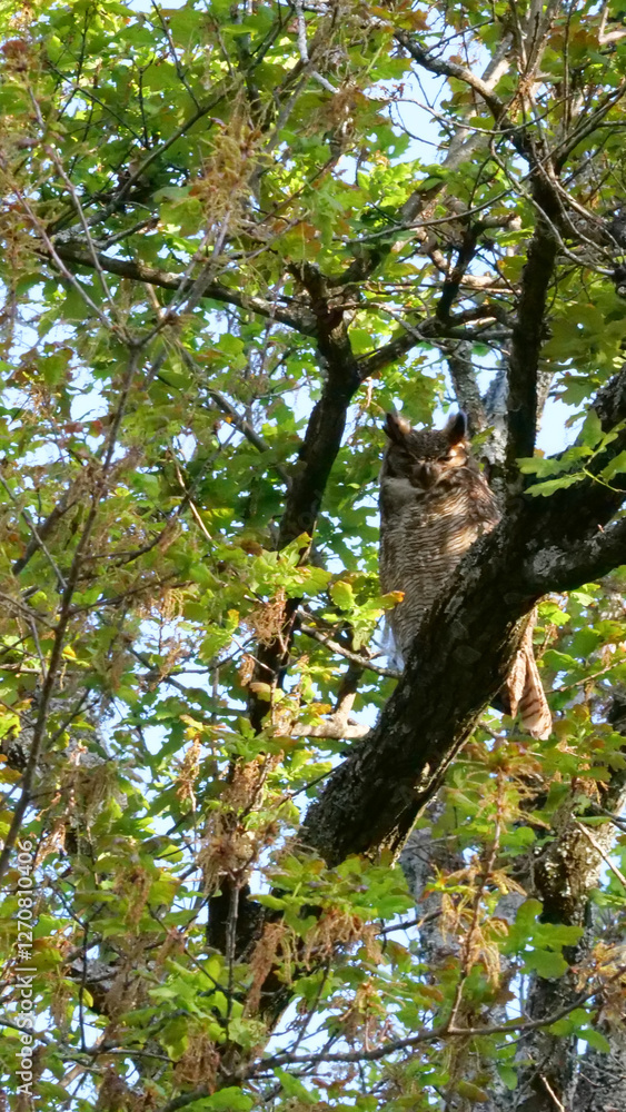 Vertical image of South American great horned owl, bubo virginianus nacurutu perched in tree between leaves. Location: El Palmar National Park, Argentina Vertical image of South American great horned owl, bubo virginianus nacurutu perched in tree between leaves. Location: El Palmar National Park, Argentina