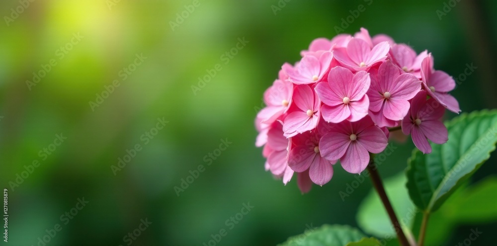 Pink hydrangea berries in full bloom on a long stem, nature, plant, stems Pink hydrangea berries in full bloom on a long stem, nature, plant, stems