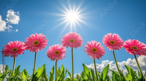 Beautiful pink flowers blooming in a garden during golden hour light
