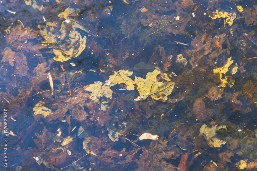 autumn leaves on the water in the park, close-up autumn leaves on the water in the park, close-up