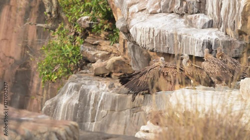 Flock of Himalayan griffon vulture or Gyps himalayensis flying landing and preening wings nesting site perched edge of cliff in winter season safari at panna national park forest madhya pradesh india