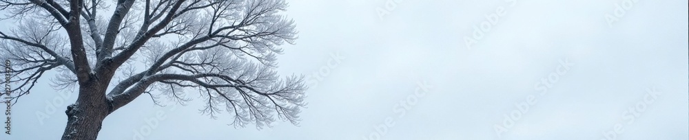 Bare tree with frosty limbs stretching towards the grey sky, snow, bare Bare tree with frosty limbs stretching towards the grey sky, snow, bare