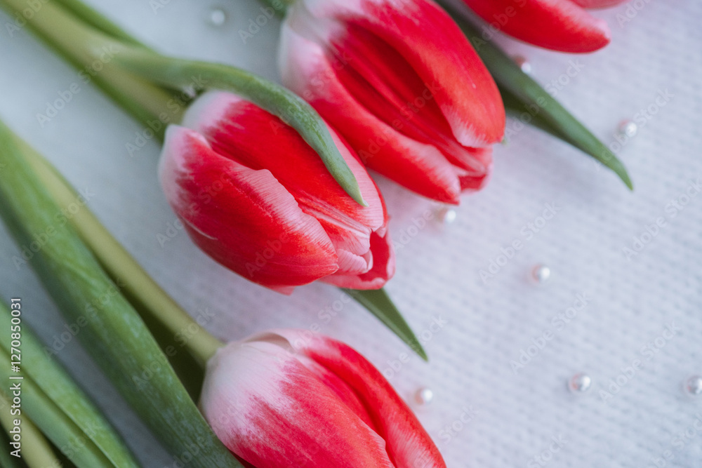 Fototapeta premium Bright red tulips arranged elegantly on a textured background