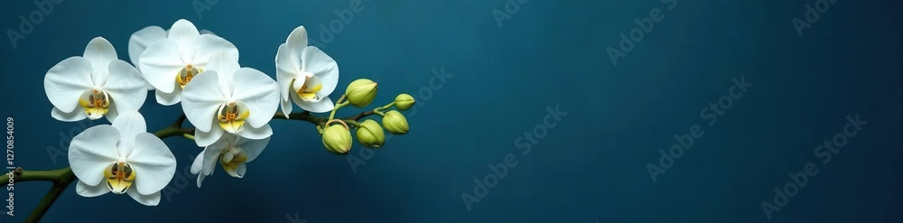 Fototapeta premium White orchid branches in a loose, organic arrangement on a dark blue background, floral, greenery, orchid branch